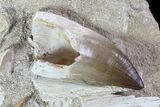 Mosasaur Tooth With Shark Tooth & Vertebrae - Top Quality #77985-2